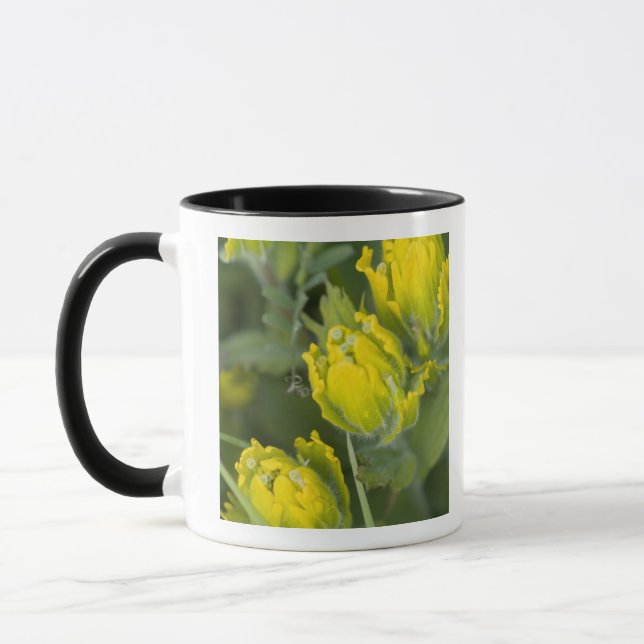 Goldene Pinsel Castilleja Tasse (Links)