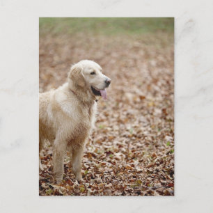Goldene Retriete im Herbst im Park Postkarte
