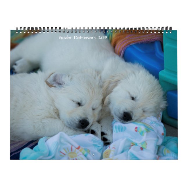 Goldene Retriever 2019 Kalender (Titelbild)