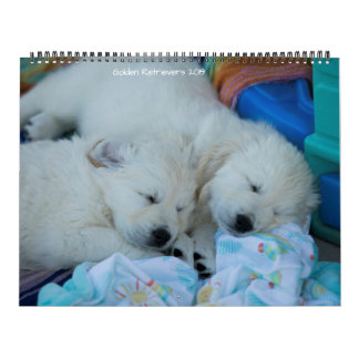 Goldene Retriever 2019 Kalender