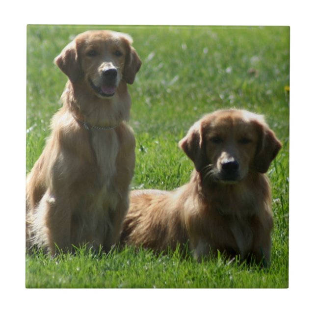 Goldene Retriever Fliese (Vorderseite)