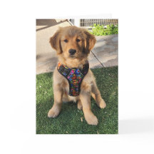 Goldene Retriever jeder Anlass-Karte