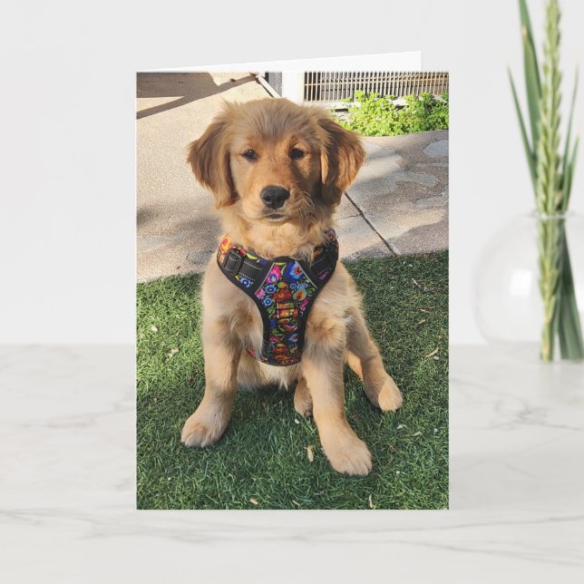 Goldene Retriever jeder Anlass-Karte Dankeskarte (Vorderseite)