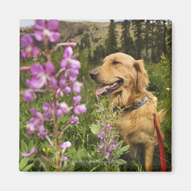 Goldene Retriever Magnet (Vorne)