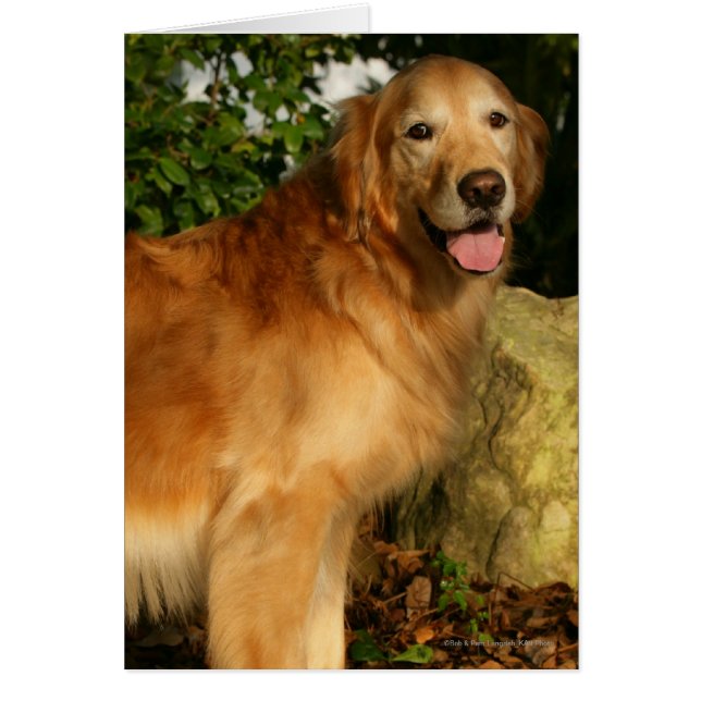 Goldene Retriever Panting (Vorne)