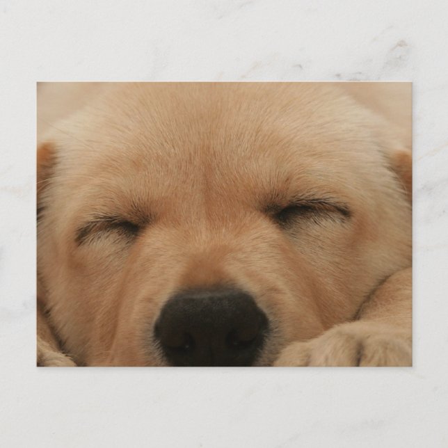 Goldene Retriever Postkarte (Vorderseite)
