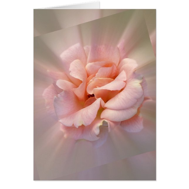 Goldene Rosa (Vorne)