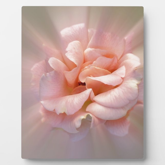 Goldene Rosa Fotoplatte (Vorderseite)