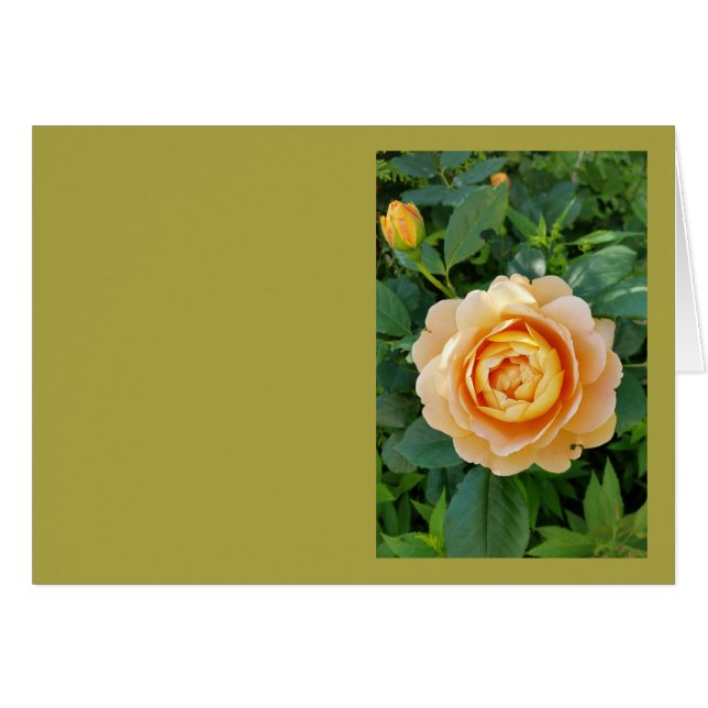Goldene Rose (Vorderseite (Horizontal))