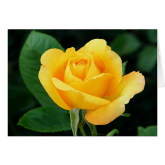Goldene Rose 23