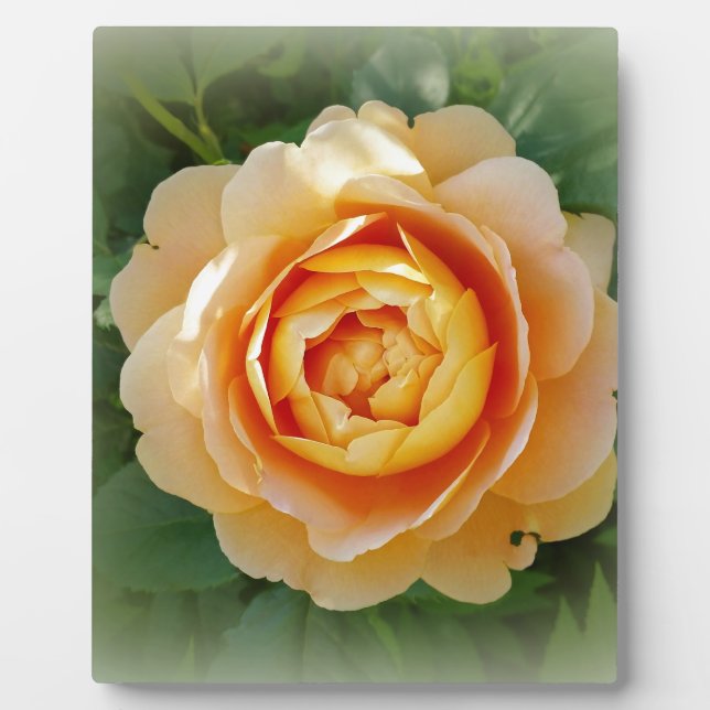 Goldene Rose Fotoplatte (Vorderseite)