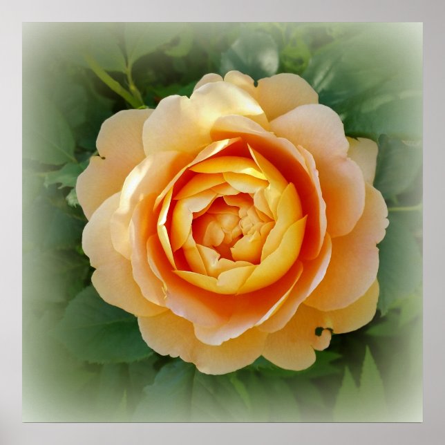 Goldene Rose Poster (Vorne)