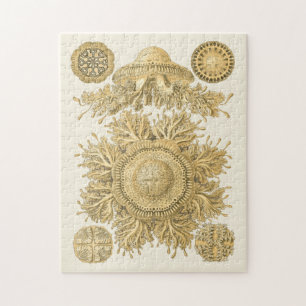 Goldene Seegeschöpfe