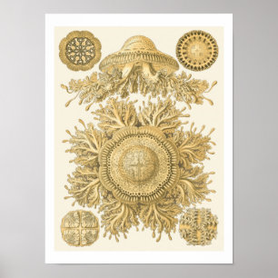 Goldene Seegeschöpfe Poster