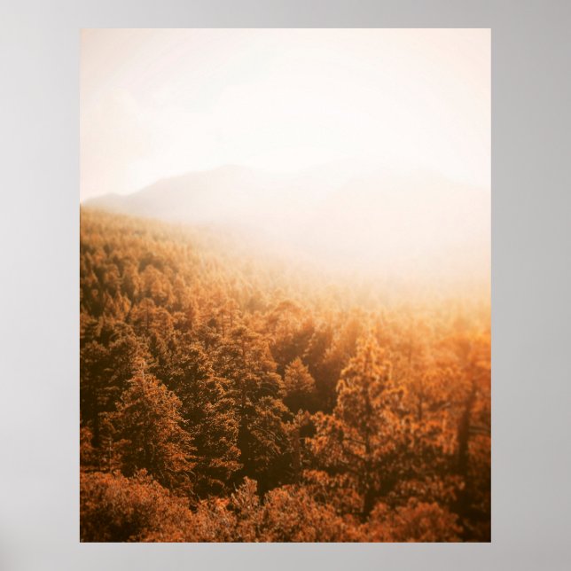 GOLDENE SONNE ÜBER EINEM WALD POSTER (Vorne)