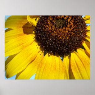 Goldene Sonnenblume Plakatwerbung Poster