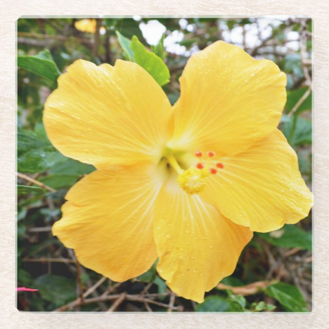 "Goldene Strahlung: Gelbe Hibiskus Blume auf einem Glasuntersetzer (Vorderseite)
