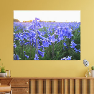 Goldene Stunde Bluebells - Leinwanddruck