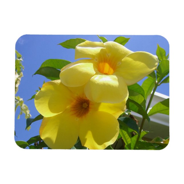 Goldene Trompetenblumen I Magnet (Horizontal)