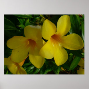 Goldene Trompetenblumen II Tropisch Poster