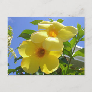 Goldene Trumpet-Blume I Postkarte
