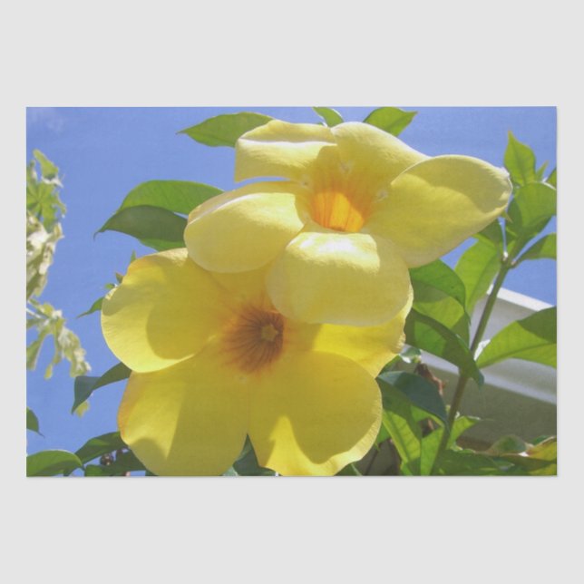 Goldene Trumpet-Blume I Seidenpapier (Vorderseite)