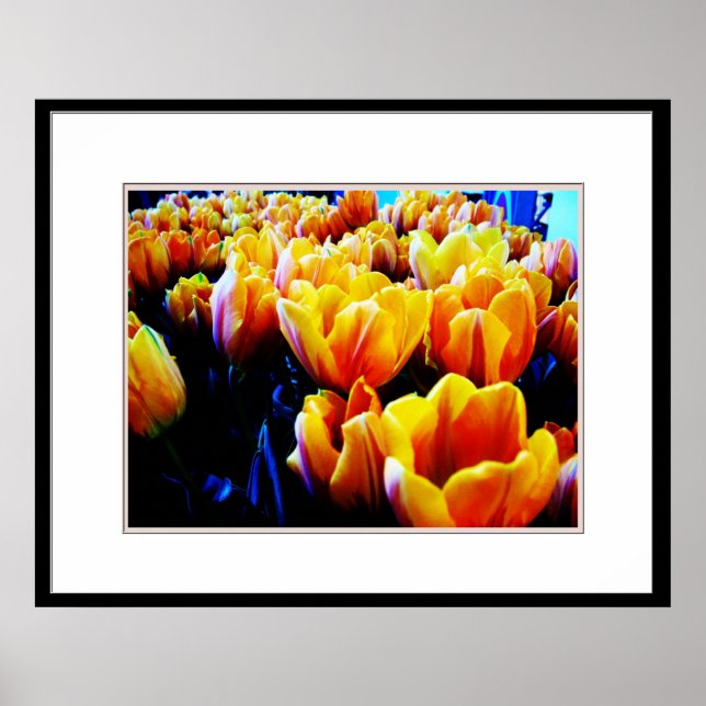 Goldene Tulpe Poster (Vorne)