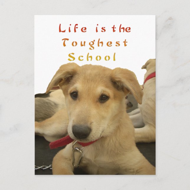 Goldene Weisheit: Ein Hund-Augen-Blick auf die Sch Postkarte (Vorderseite)
