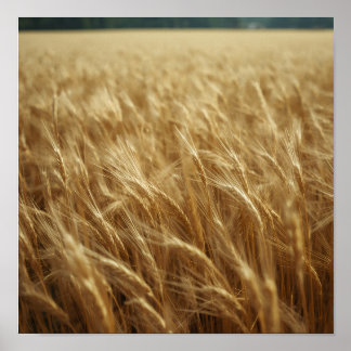 Goldene Weizenfelder Poster