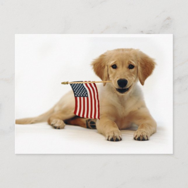 Goldene Welpe und amerikanische Flagge Postkarte (Vorderseite)