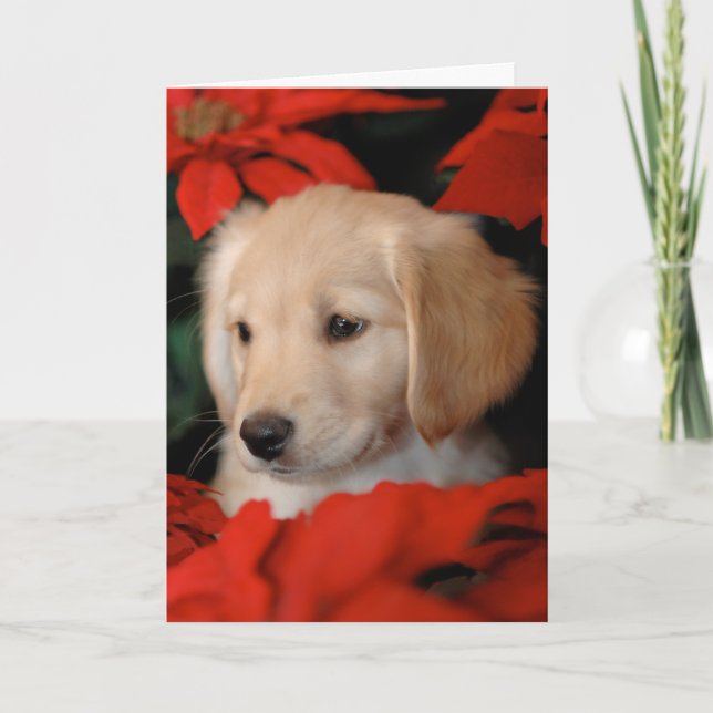 Goldene Welpen-und Poinsetta Weihnachtskarte Feiertagskarte (Vorderseite)