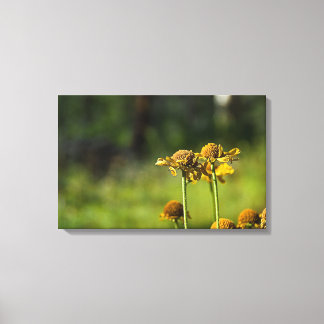 Goldene Wiese-Blume Leinwanddruck
