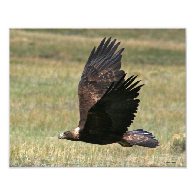 Goldener Adler im Flug 11x14 horizontal Fotodruck (Vorne)