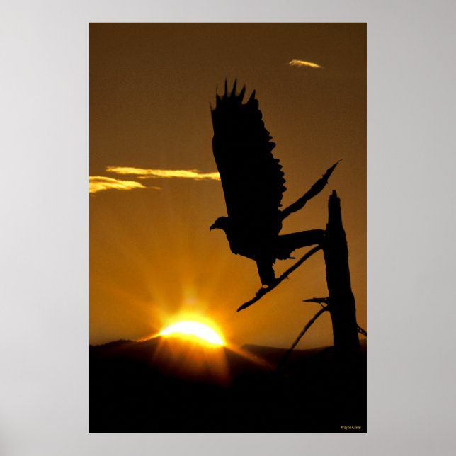 Goldener Adler - Nordamerika - Sierra Nevadas Poster (Vorne)