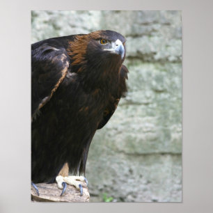 Goldener Adler Poster