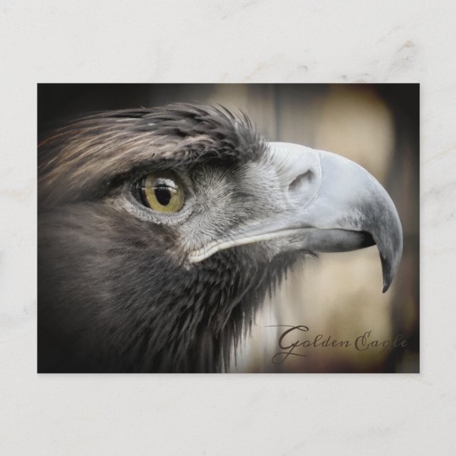 Goldener Adler: Postkarte (Vorderseite)