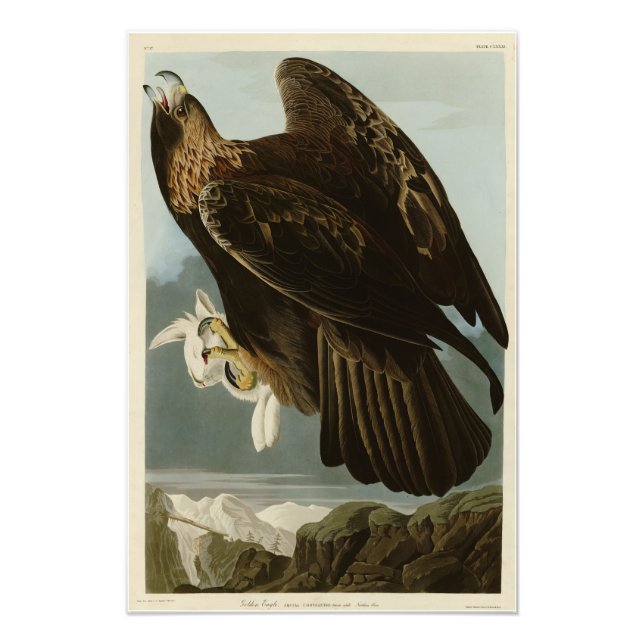 Goldener Adler von Audubons Vögeln Amerikas Fotodruck (Vorne)