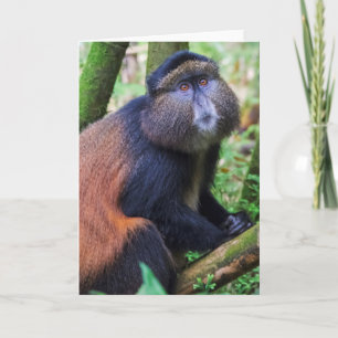 Goldener Affe, Ruanda Karte