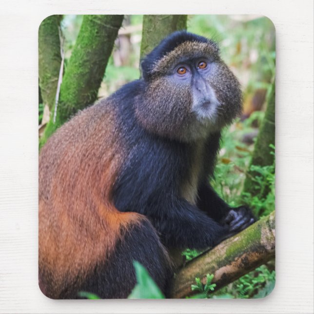 Goldener Affe, Ruanda Mousepad (Vorne)