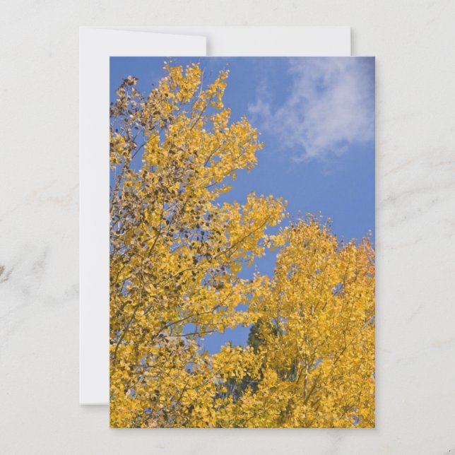 Goldener Aspen im Herbst (Vorderseite)
