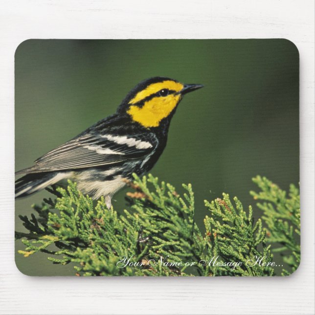 Goldener-Cheeked Trällerer Mousepad (Vorne)