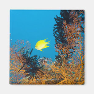 Goldener Damselfish (Amblyglyphidodon goldfarbig), Magnet