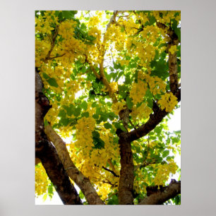 Goldener Duschbaum Poster