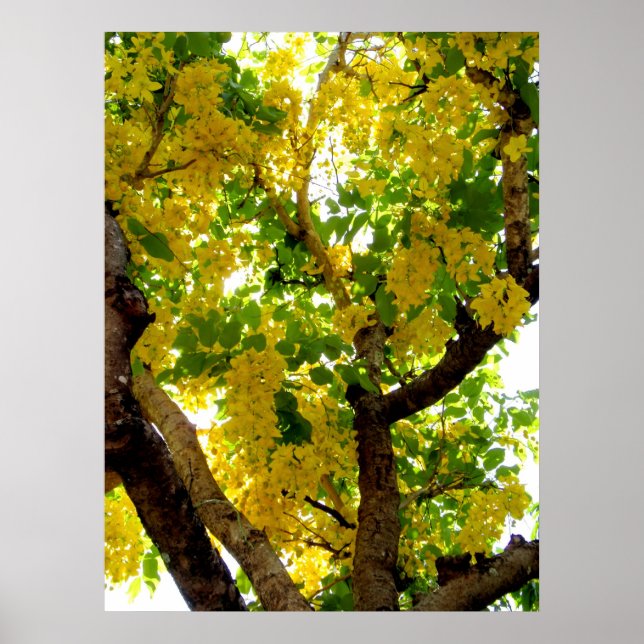 Goldener Duschbaum Poster (Vorne)