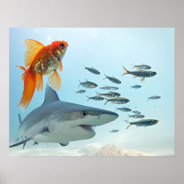 Goldener Fisch und Hai Poster (Vorne)