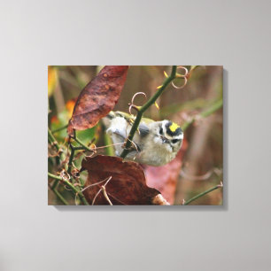 goldener gekrönter Kinglet Leinwanddruck