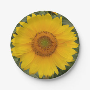 Goldener gelber Sonnenblume-Papier-Teller Pappteller