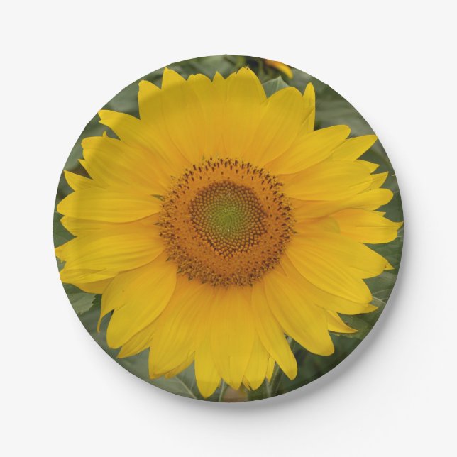 Goldener gelber Sonnenblume-Papier-Teller Pappteller (Vorderseite)