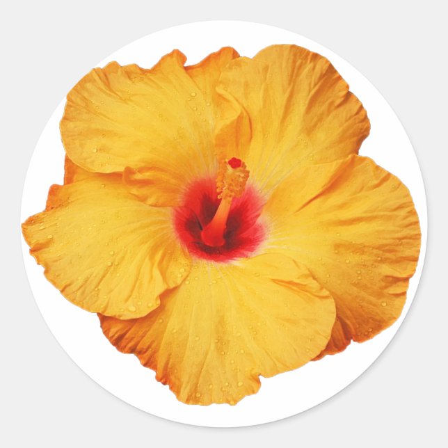 Goldener Hibiskus Blume Runder Aufkleber (Vorderseite)