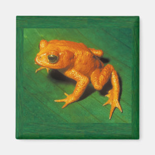 Goldener Kröten-Magnet Magnet